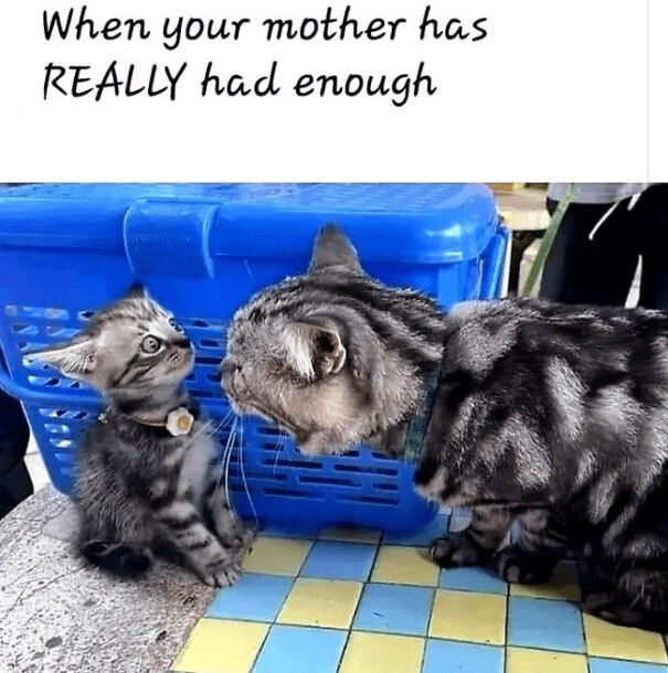 mother-really-had-enough-68ac8d106d520-png.jpg