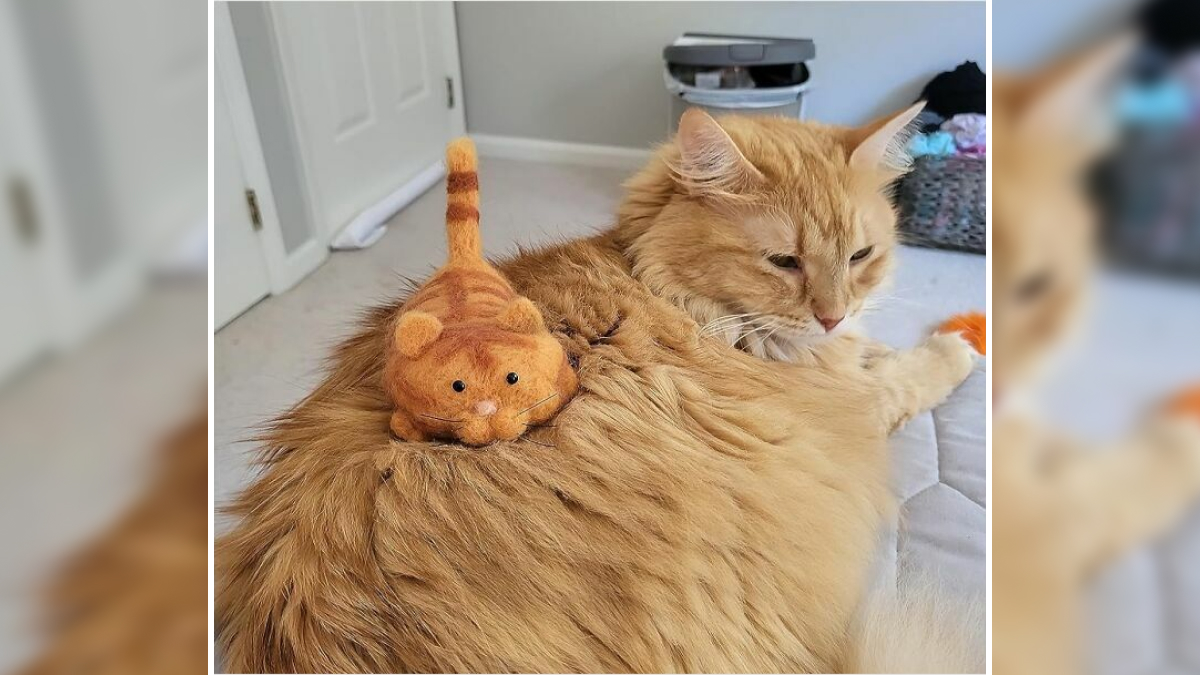 Fluffy ginger cat resting indoors with a small felt cat toy on its back, a creative hobby idea to try at home.