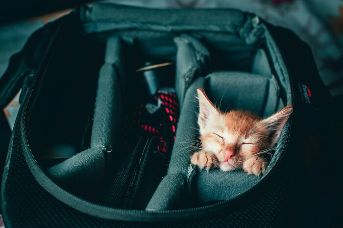 Sleeping kitten nestled inside a camera bag, illustrating the calm moment away from the man feeding kitten subway scene. Sleeping kitten nestled inside a camera bag, illustrating the calm moment away from the man feeding kitten subway scene.