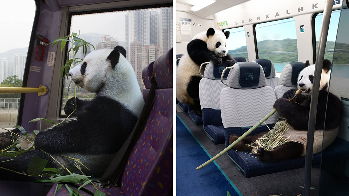 Two pandas edited to appear riding public transport and eating bamboo, showcasing surreal panda edits in Hong Kong.