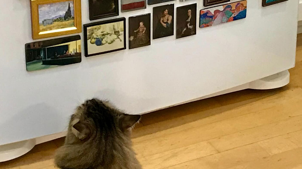 Cat looking at a collection of small wall art decor pieces enhancing the magical ambiance of a home interior.