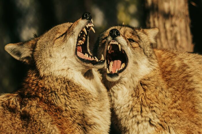Two wolves facing each other with mouths open, showing teeth, illustrating picking the wrong line at the grocery store tension.