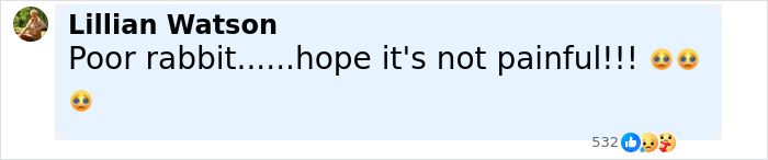 ‘Frankenstein’ Rabbits Spreading In The US Due To Rare Virus Spark Frenzy As Experts Issue Urgent Warning