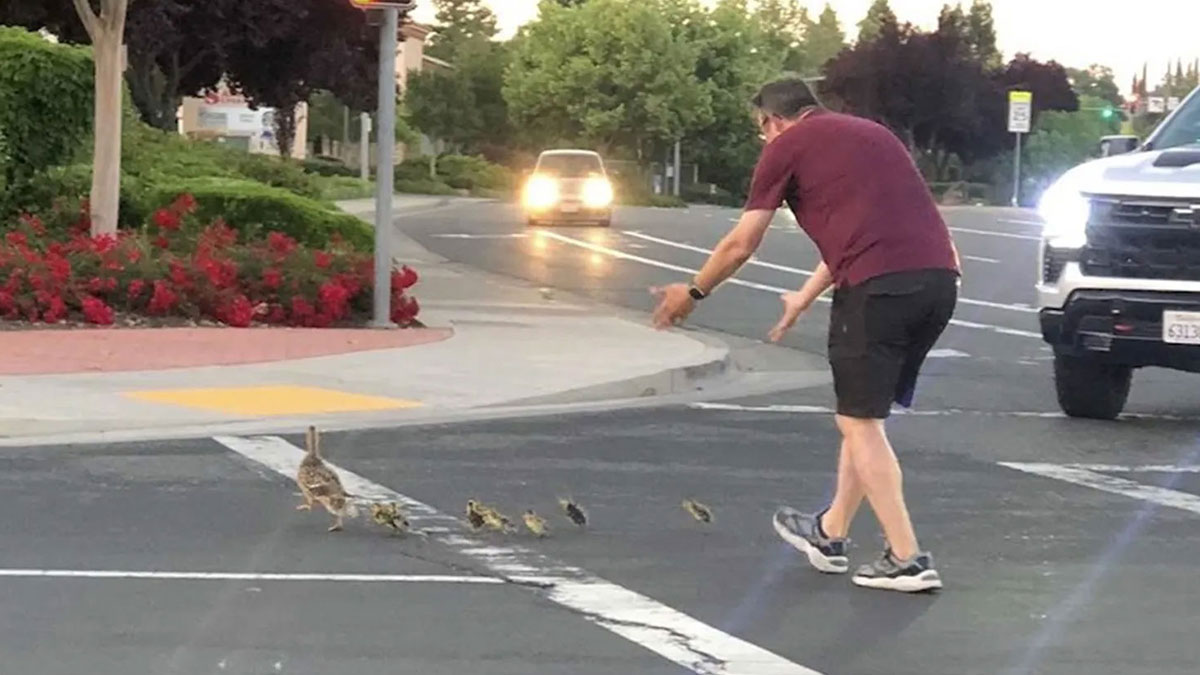 Man hurrying to help ducklings crossing a busy street with cars approaching in a photo taken before disaster.