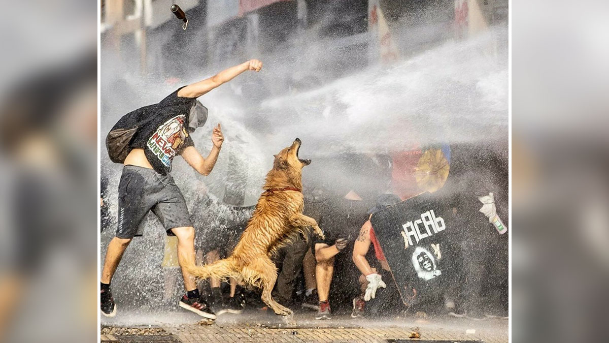Protester and dog face water spray during a chaotic scene showing common folk making a huge mark in society.