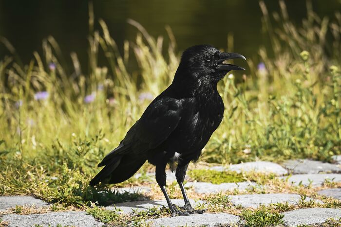 Ravens : Playful Tricksters With Cat-Level Curiosity
