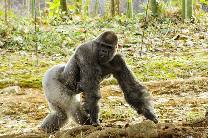 Gorilla in a natural forest setting, representing wild and untamed stories shared by police officers.