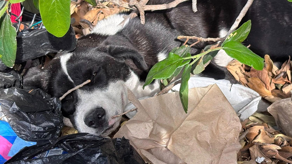 Injured dog resting among trash and leaves, showing signs of rescue and nursing back to health in a natural setting.
