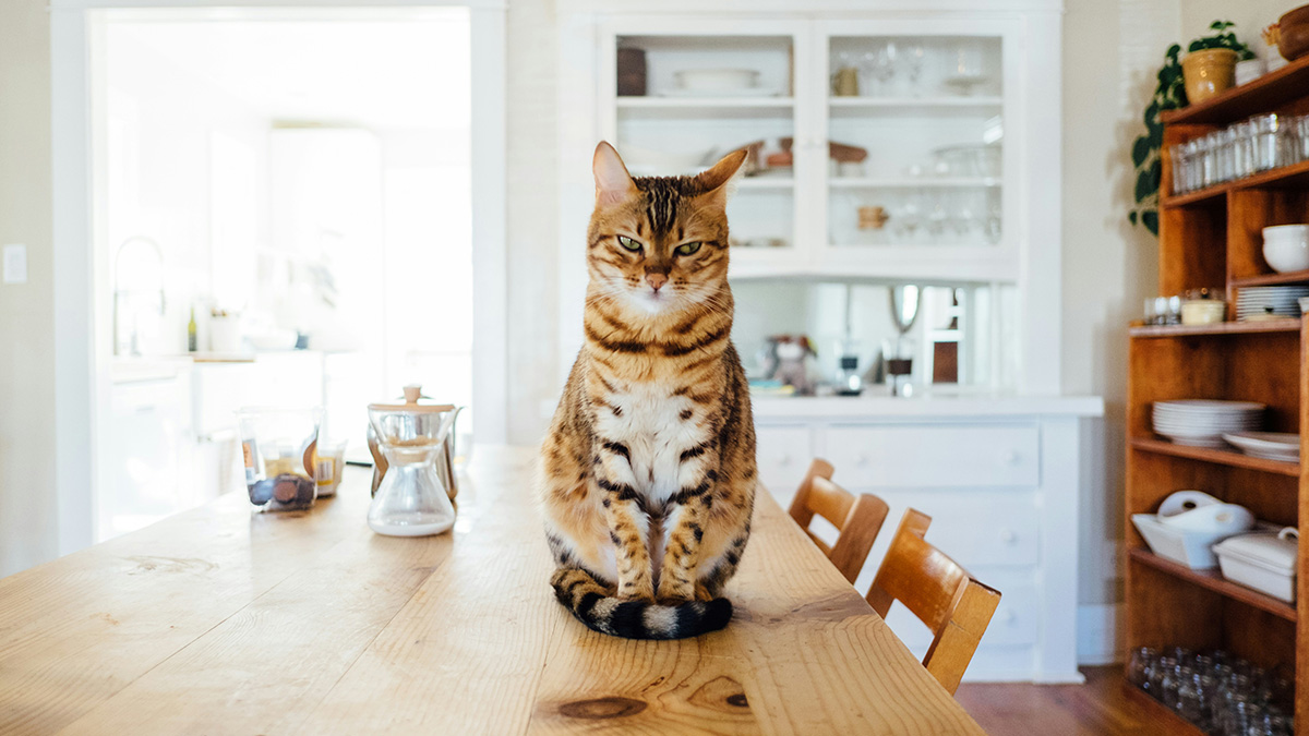 A striped cat sitting on a wooden table in a bright kitchen, representing private investigators in a mysterious profession.