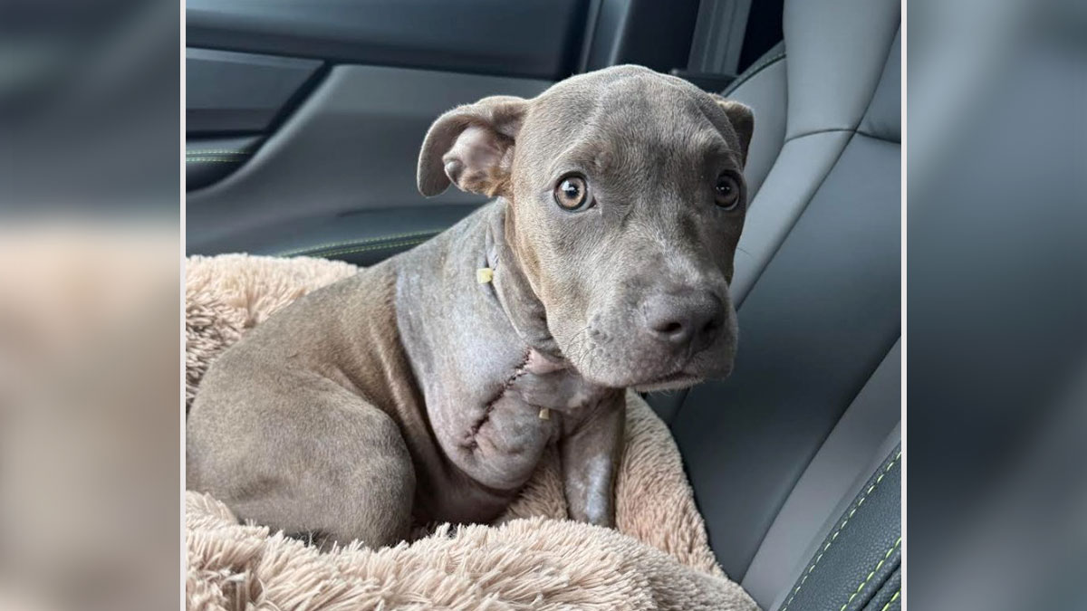 Puppy with leg amputated resting on a beige blanket in car seat, recovering after being cruelly abandoned.