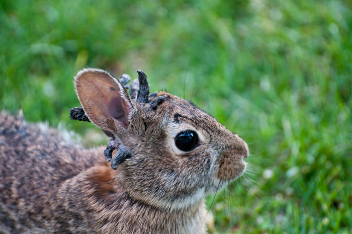 ‘Frankenstein’ Rabbits Spreading In The US Due To Rare Virus Spark Frenzy As Experts Issue Urgent Warning