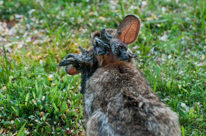 ‘Frankenstein’ Rabbits Spreading In The US Due To Rare Virus Spark Frenzy As Experts Issue Urgent Warning