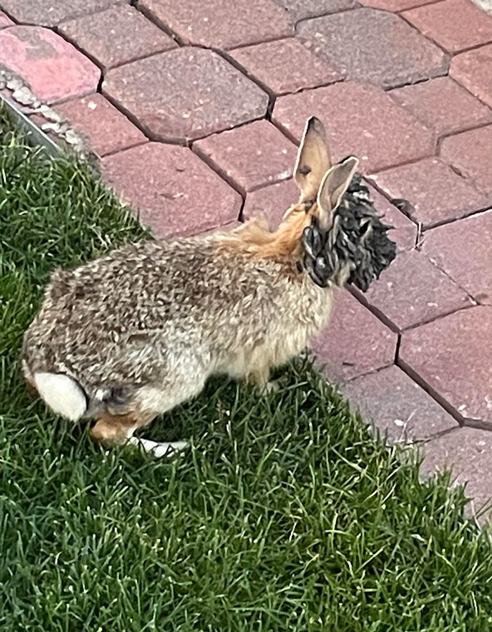 ‘Frankenstein’ Rabbits Spreading In The US Due To Rare Virus Spark Frenzy As Experts Issue Urgent Warning