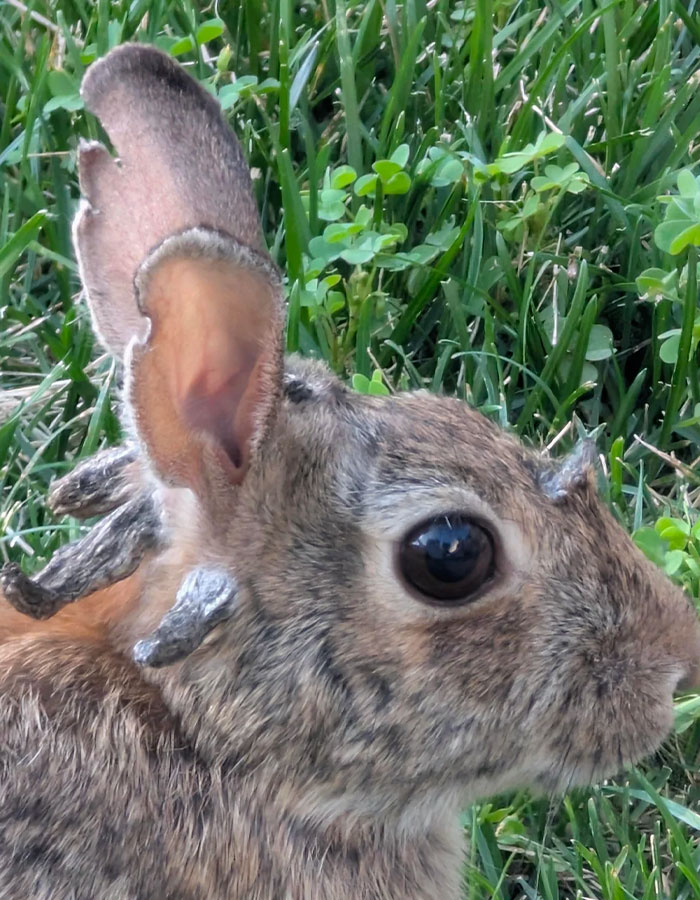 ‘Frankenstein’ Rabbits Spreading In The US Due To Rare Virus Spark Frenzy As Experts Issue Urgent Warning