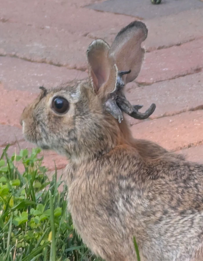 ‘Frankenstein’ Rabbits Spreading In The US Due To Rare Virus Spark Frenzy As Experts Issue Urgent Warning