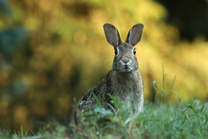 ‘Frankenstein’ Rabbits Spreading In The US Due To Rare Virus Spark Frenzy As Experts Issue Urgent Warning