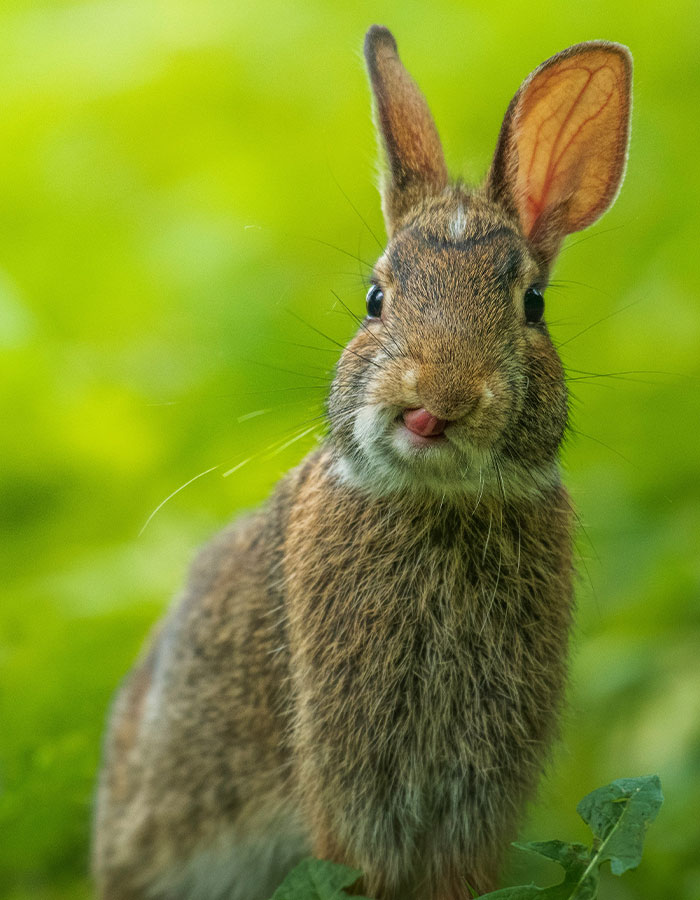 ‘Frankenstein’ Rabbits Spreading In The US Due To Rare Virus Spark Frenzy As Experts Issue Urgent Warning