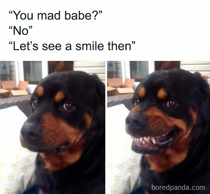 Funny memes showing a dog's reluctant and forced smile, capturing the too real feeling in a humorous way.