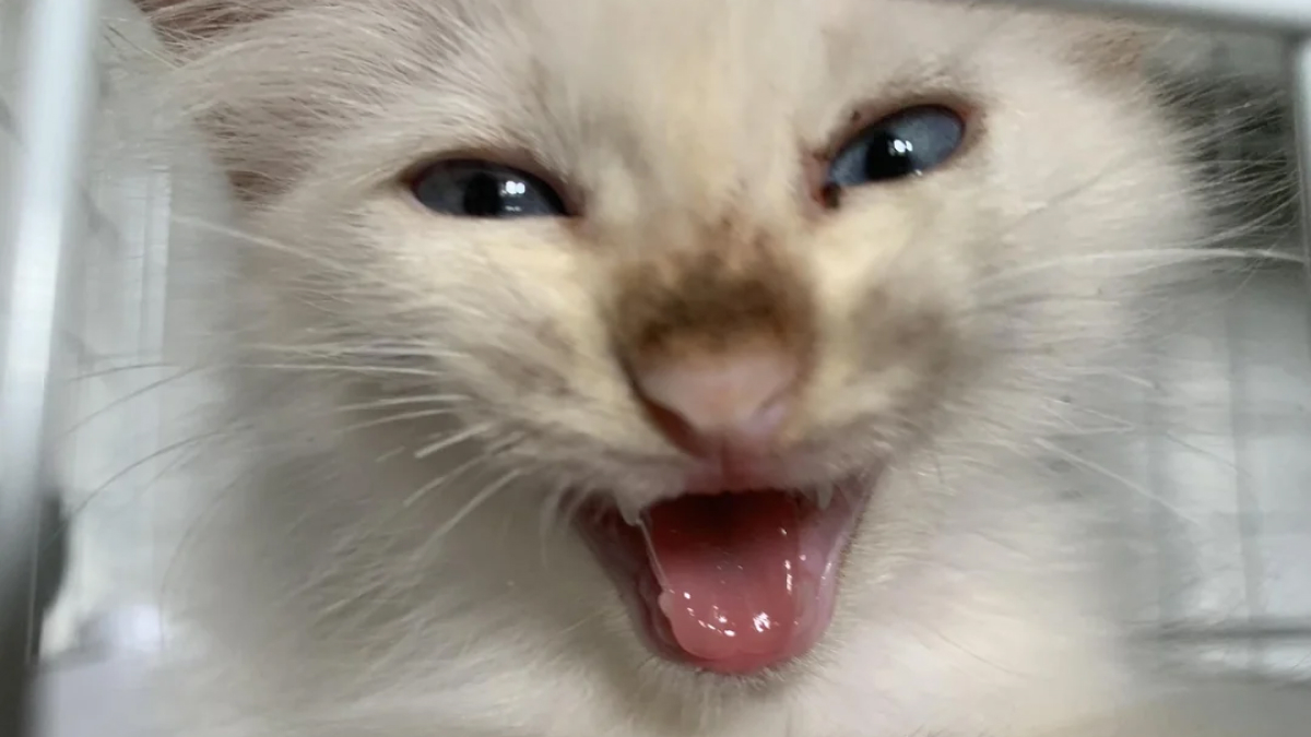 Close-up of a fluffy cat with blue eyes and mouth open, capturing a playful moment for dirty jokes for adults theme.