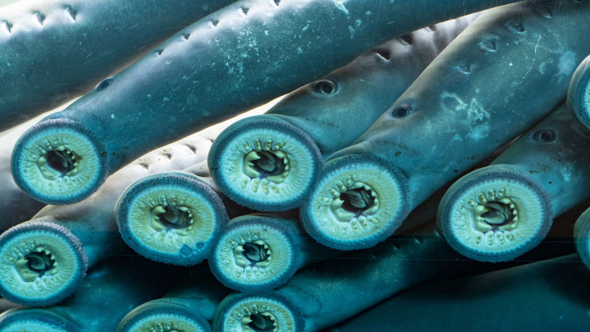Close-up of parasitic sea lampreys showing their circular, tooth-filled mouths, one of the scariest animals in the world.