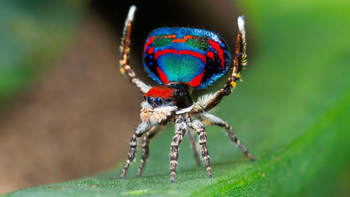 Colorful jumping spider on a green leaf showcasing one of the most cool-looking animals in a mind-blowing pose.