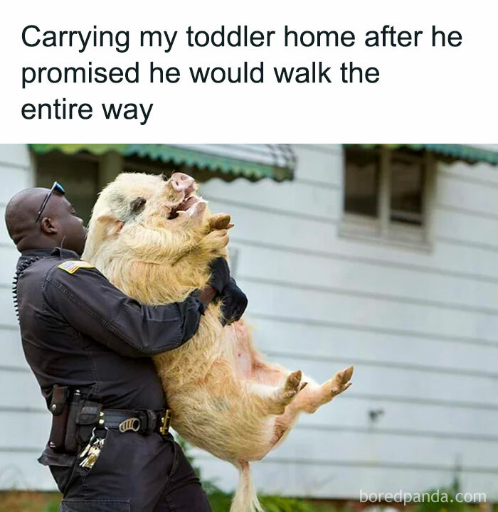 Police officer carrying a large pig in a funny parenting meme about toddlers not walking the entire way.