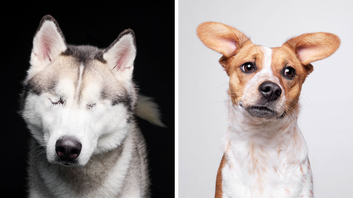 Two rescue dogs posing against dark and light backgrounds, showcasing unique and heartwarming expressions.