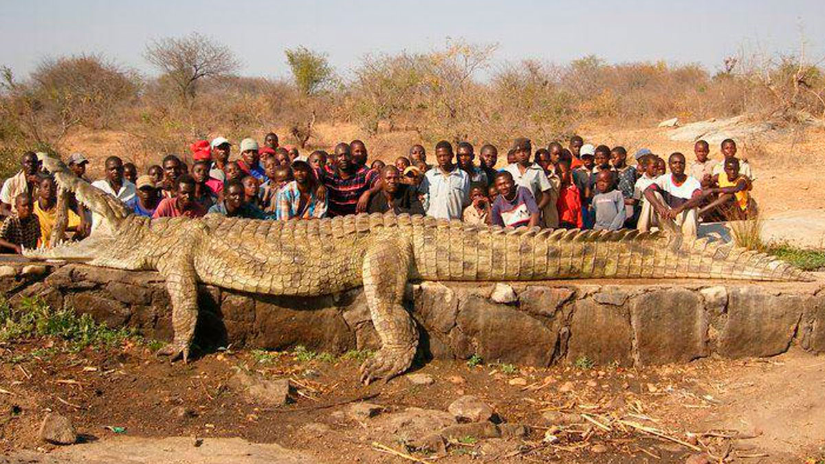 Large crocodile lying on stone platform with crowd of people behind it in dry, bushy outdoor setting creepy facts.