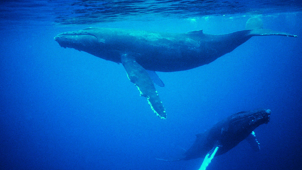 Two blue whales swimming underwater, highlighting concerns about the decrease in blue whale singing.