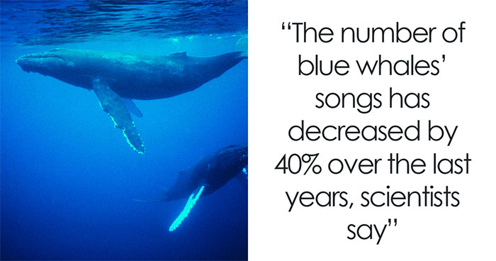 Blue Whales Have Gone Almost Silent Over The Last Decade, And The Reason Gives Scientists The Creeps