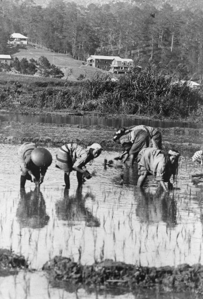 Filipino farmers planting rice in flooded fields with hillside houses and forest in the background in 1890s Philippines.