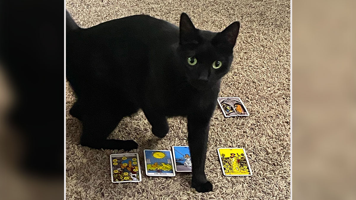 Black rescue cat with mystical talents standing on carpet near tarot cards, captivating cat mom and onlookers.