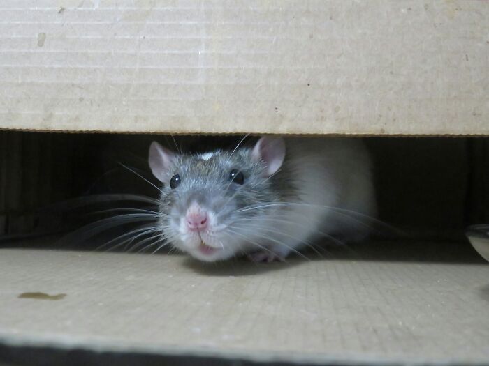 Rat hiding inside a cardboard box, illustrating one of the grossest unexpected things witnessed in strangers' homes.