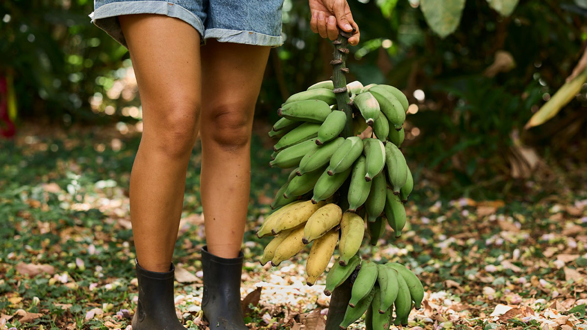 Person in denim shorts and black boots holding a large bunch of green and yellow bananas outdoors on forest floor
