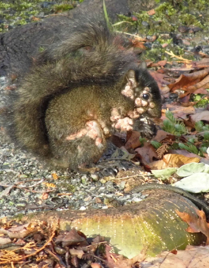 "First Rabbits, Now The Squirrels?": 'Zombie Squirrels' With Oozing Flesh Terrify US Homeowners "First Rabbits, Now The Squirrels?": 'Zombie Squirrels' With Oozing Flesh Terrify US Homeowners