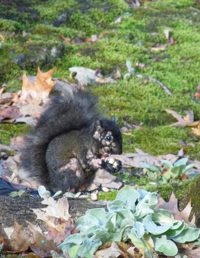 "First Rabbits, Now The Squirrels?": 'Zombie Squirrels' With Oozing Flesh Terrify US Homeowners "First Rabbits, Now The Squirrels?": 'Zombie Squirrels' With Oozing Flesh Terrify US Homeowners
