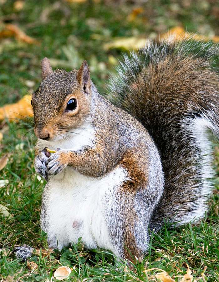 "First Rabbits, Now The Squirrels?": 'Zombie Squirrels' With Oozing Flesh Terrify US Homeowners "First Rabbits, Now The Squirrels?": 'Zombie Squirrels' With Oozing Flesh Terrify US Homeowners