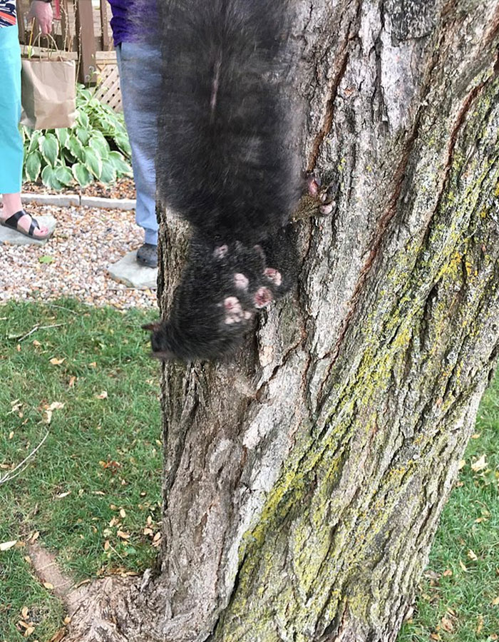 "First Rabbits, Now The Squirrels?": 'Zombie Squirrels' With Oozing Flesh Terrify US Homeowners "First Rabbits, Now The Squirrels?": 'Zombie Squirrels' With Oozing Flesh Terrify US Homeowners