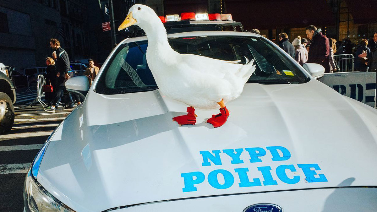 White duck wearing red booties standing on an NYPD police car hood in a busy urban street scene with people walking by.