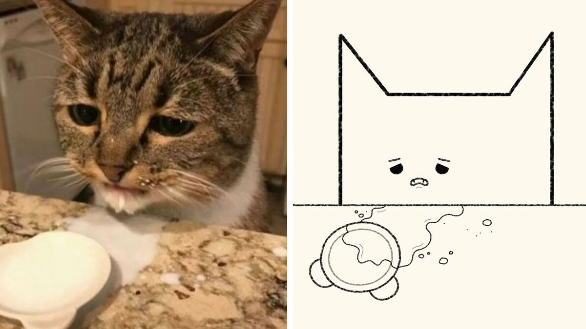 Photo of a viral cat with spilled milk next to a doodle of the cat looking sad at the mess.
