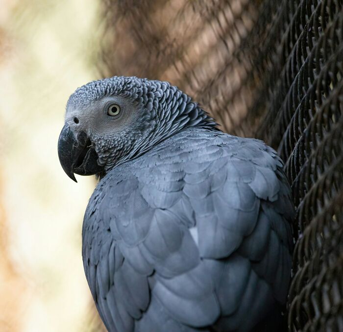 Close-up of an African grey parrot perched near a wire fence, showing detailed feathers and sharp eye in natural light.