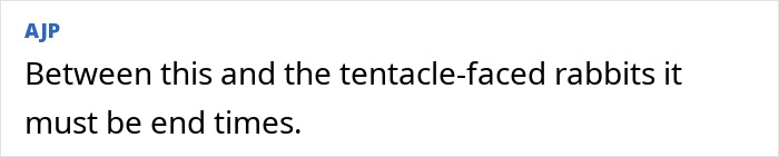 "First Rabbits, Now The Squirrels?": 'Zombie Squirrels' With Oozing Flesh Terrify US Homeowners "First Rabbits, Now The Squirrels?": 'Zombie Squirrels' With Oozing Flesh Terrify US Homeowners