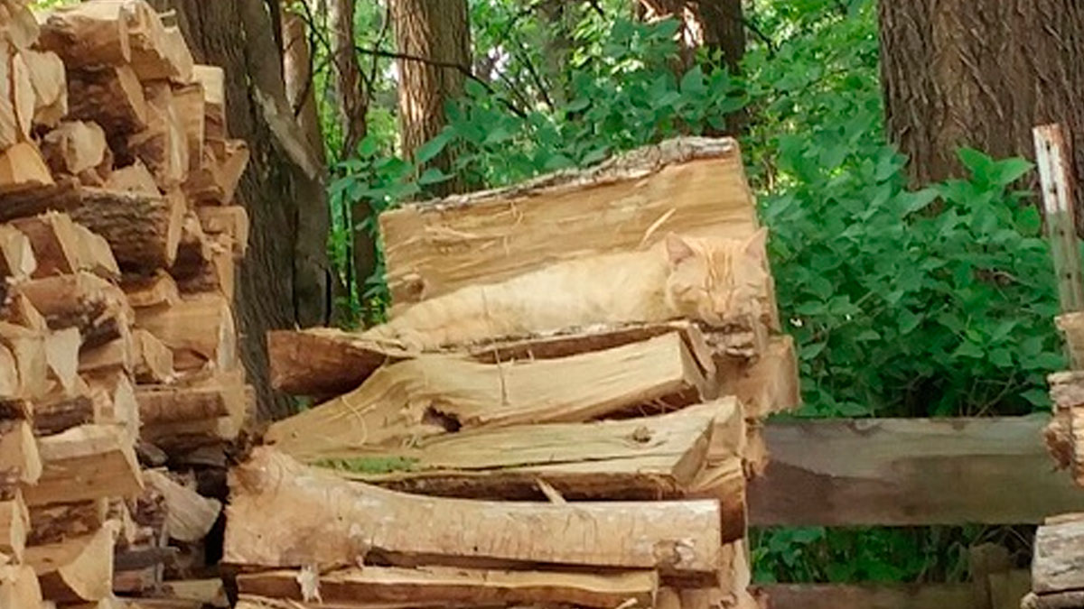 Cat camouflaged perfectly resting on stacked firewood, blending with surroundings in a natural outdoor setting.