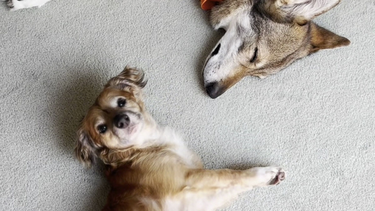 Tiki the timid rescue pup lying on carpet looking relaxed next to his wolfish sister resting peacefully nearby