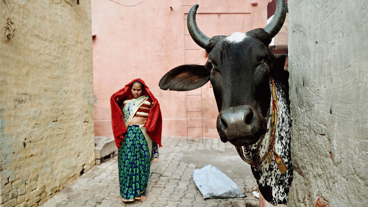 Cow peeking around corner in narrow alley with woman in colorful sari walking in the background candid everyday moments from Asia.