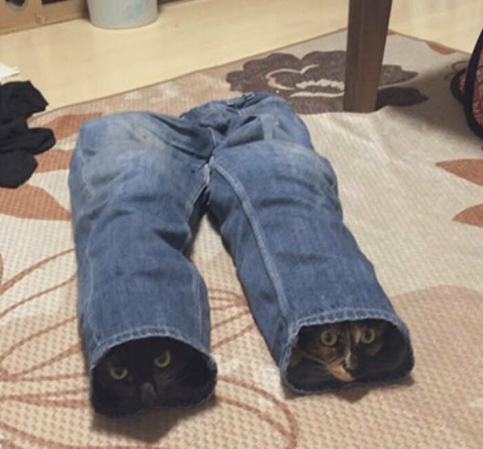 Two cats peeking out from the legs of a pair of jeans in a funny and strange feline photo.