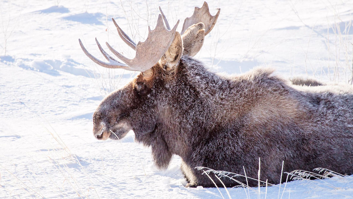 Moose lying in snow, representing employees skipping work day for insane reasons in winter setting.