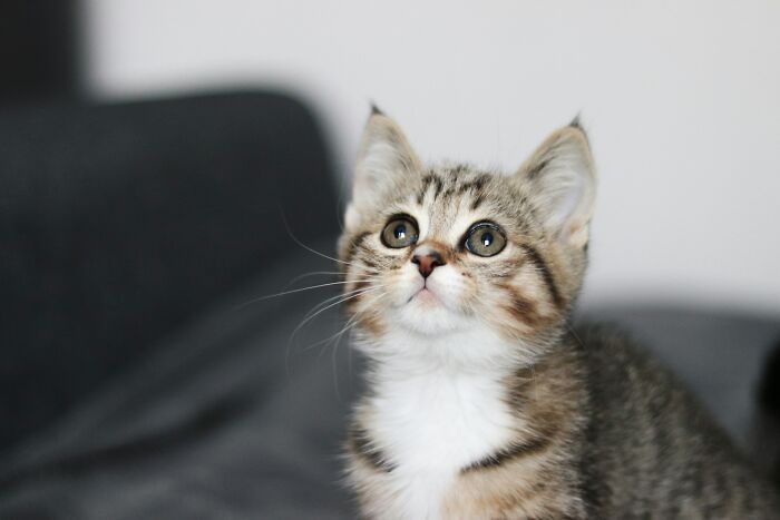 Kitten with wide eyes looking up, close-up of a striped fluffy kitten in an indoor setting. Kitten with wide eyes looking up, close-up of a striped fluffy kitten in an indoor setting.