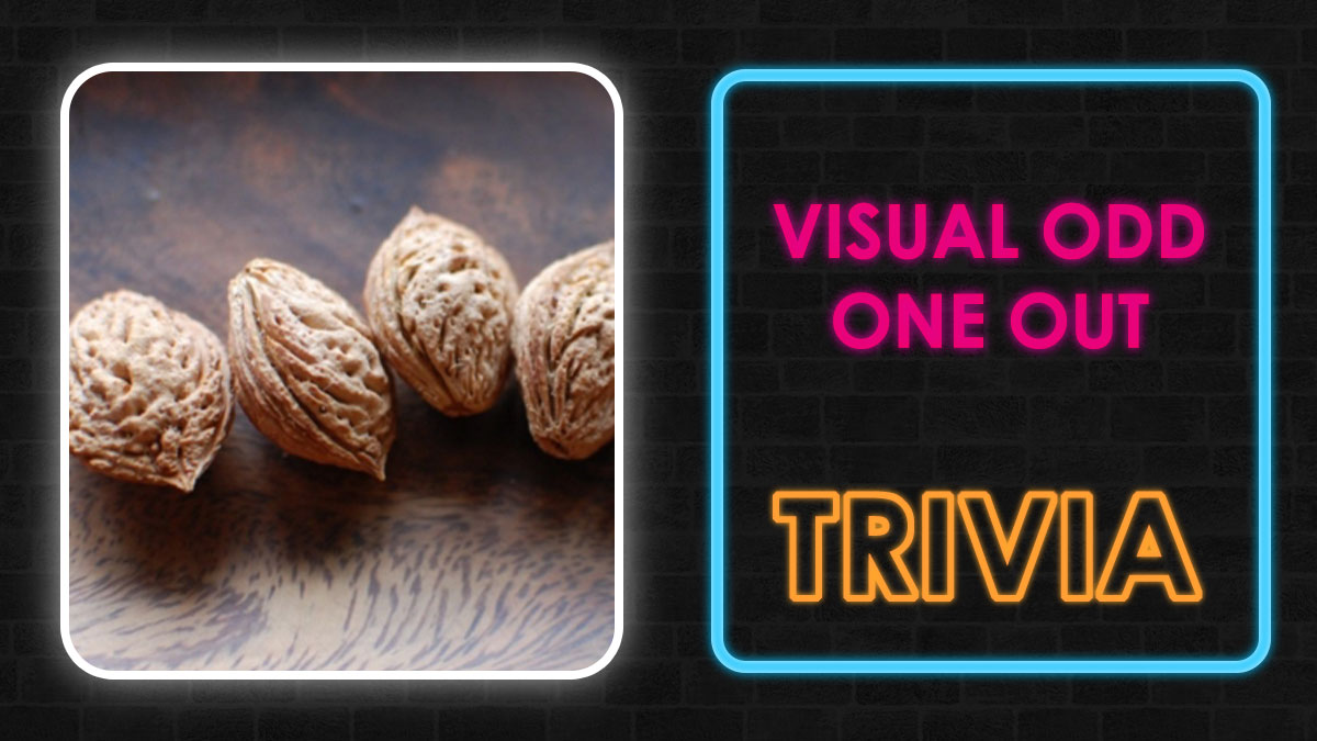 Four textured brown seeds on a wooden surface next to neon text reading visual odd one out trivia quiz.