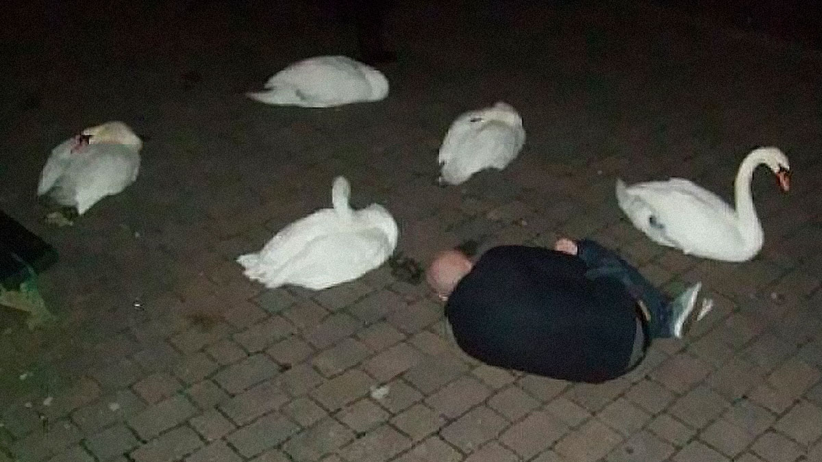 Man curled on ground surrounded by five white swans at night in a disturbing cursed image on Instagram page.